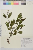 藏品(中原氏鼠李)的圖片