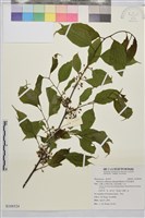 藏品(中原氏鼠李)的圖片