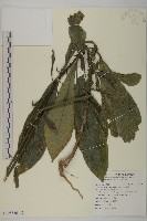 藏品(走馬胎)的圖片