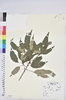 藏品(粗糠柴)的圖片