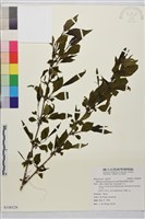 藏品(畢祿山鼠李)的圖片