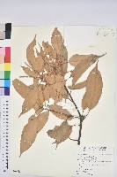 藏品(短尾葉石櫟、嶺南柯`東南石櫟)的圖片