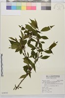 藏品(畢祿山鼠李)的圖片