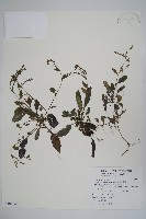 藏品(臺灣附地草)的圖片