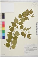 藏品(亞洲濱棗)的圖片