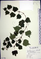 藏品(漢氏山葡萄)的圖片