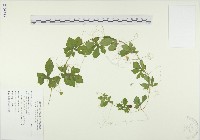 藏品(苦瓜)的圖片