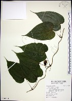 藏品(百部)的圖片