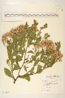 藏品(鯽魚膽、闊苞菊)的圖片