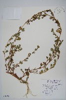 藏品(假海馬齒)的圖片