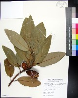 藏品(蘭嶼肉豆蔻)的圖片