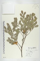 藏品(象牙柿)的圖片