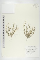 藏品(廣東葶藶)的圖片