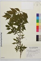 藏品(畢祿山鼠李)的圖片