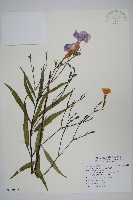 藏品(翠蘆莉)的圖片