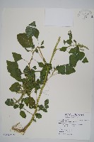 藏品(青莧)的圖片