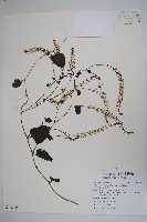 藏品(洋落葵、心葉落葵)的圖片