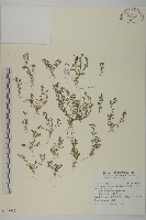 藏品(石胡荽、吐金草)的圖片
