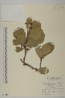 藏品(蘭嶼裸實)的圖片