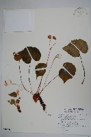 藏品(蘭嶼秋海棠)的圖片