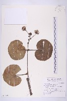 藏品(山菊)的圖片