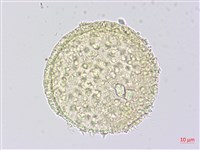 藏品(幾內冬葵子，幾內亞磨盤草)的圖片