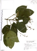 藏品(三葉山香圓)的圖片