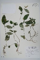 藏品(卵葉鱗球花)的圖片