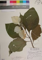 藏品(大葉玉葉金花)的圖片