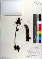 藏品(蘭嶼山檳榔、山檳榔)的圖片