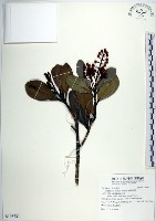 藏品(蘭嶼胡桐)的圖片