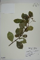 藏品(蘭嶼絡石)的圖片