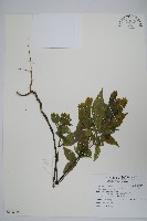 藏品(直立半插花)的圖片