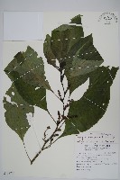 藏品(多子漿果莧)的圖片