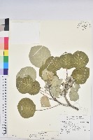 藏品(圓葉血桐)的圖片