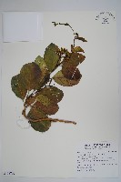 藏品(爬森藤)的圖片