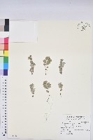 藏品(心葉大戟)的圖片