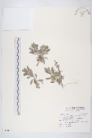 藏品(蘄艾、芙蓉菊)的圖片