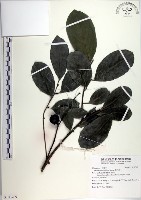 藏品(黃心柿)的圖片