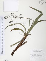 藏品(桔梗蘭)的圖片