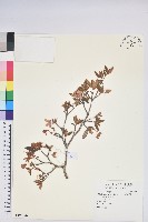 藏品(紅毛杜鵑)的圖片