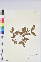 藏品(埔里杜鵑)的圖片