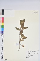 藏品(埔里杜鵑)的圖片