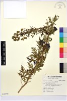 藏品(臺灣烏頭)的圖片