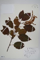 藏品(臺灣赤楊、臺灣榿木)的圖片