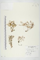 藏品(火焰草)的圖片