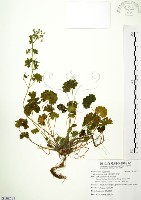 藏品(柔毛牻牛兒苗)的圖片