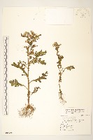 藏品(歐洲黃菀)的圖片