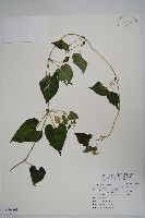 藏品(薄葉牛皮消)的圖片