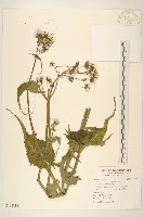 藏品(苦滇菜、苦菜)的圖片